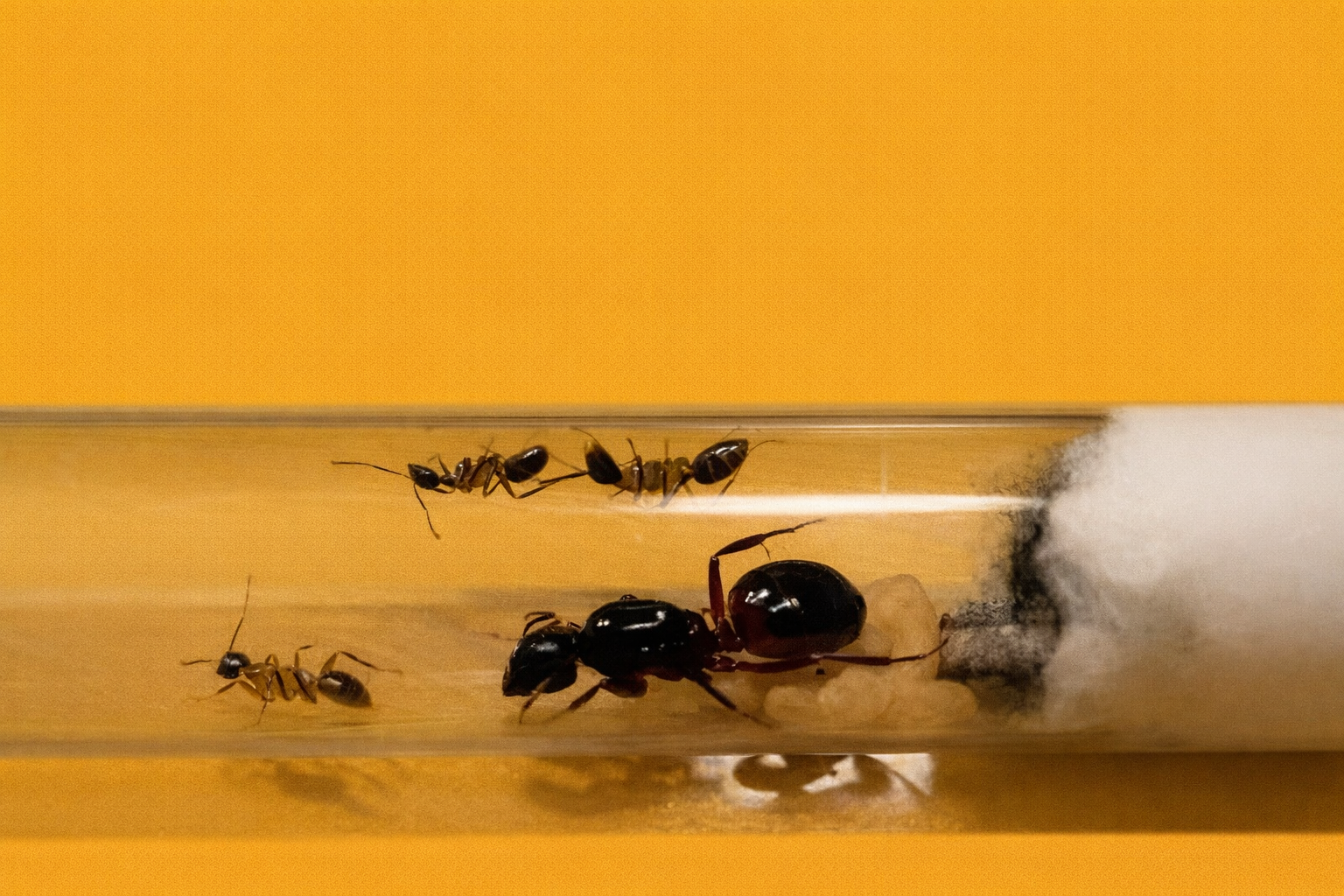 Camponotus Ligniperda koningin 1-5 werksters