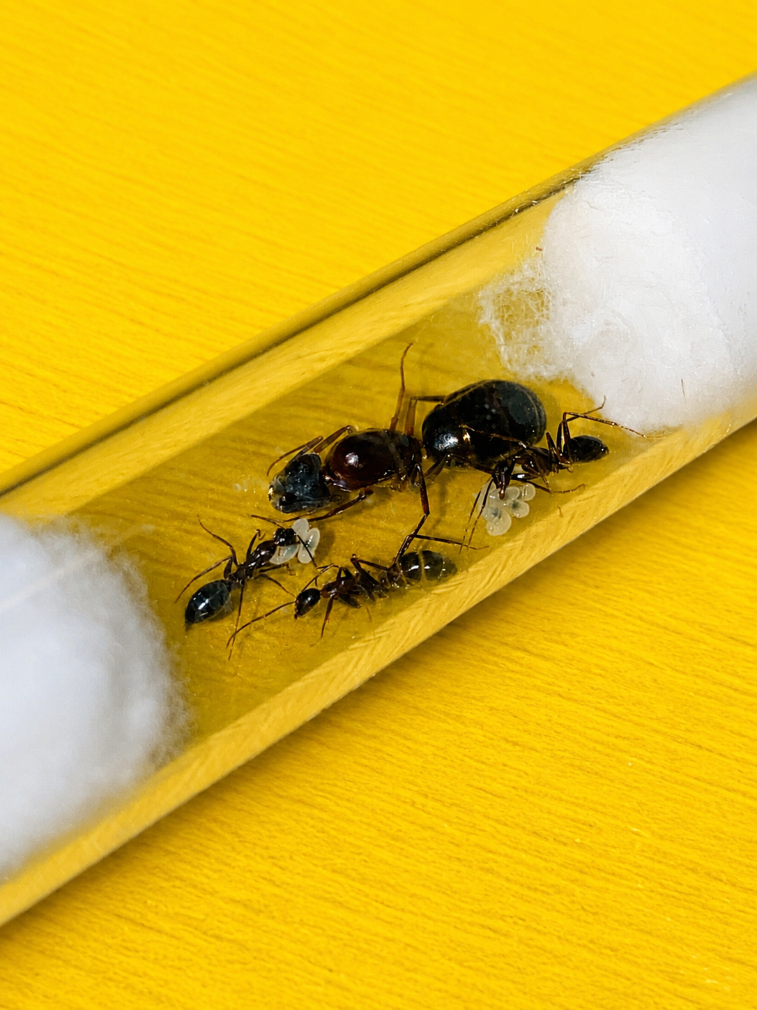 Camponotus Barbaricus koningin met 1-5 werksters