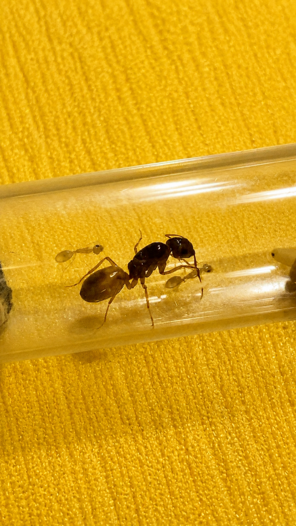 Camponotus Fedtschenkoi koningin met 1-5 werksters