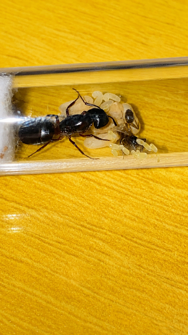 Camponotus Herculeanus koningin met 1-5 werksters