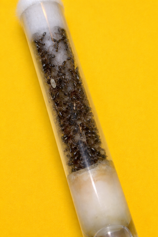 Camponotus Sylvaticus koningin met 50-100 werksters