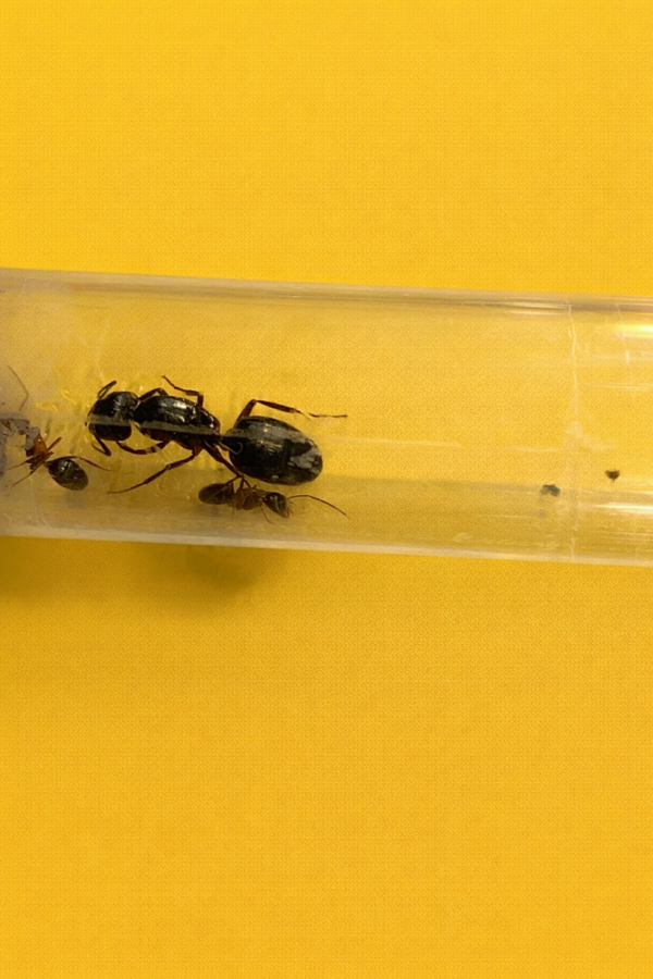 Camponotus Herculeanus koningin met 1-5 werksters
