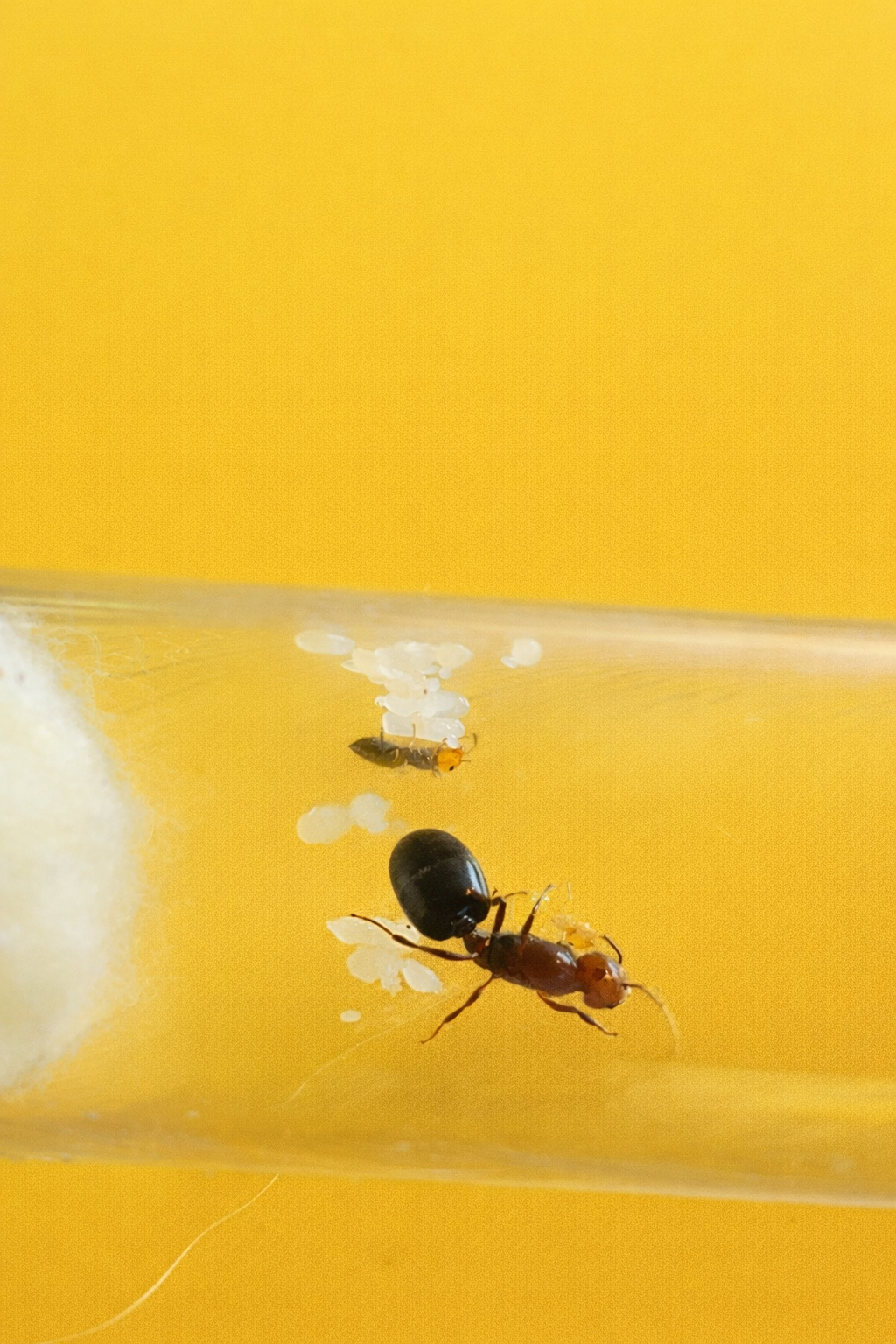 Crematogaster scuttelaris koningin met 1-5 werksters