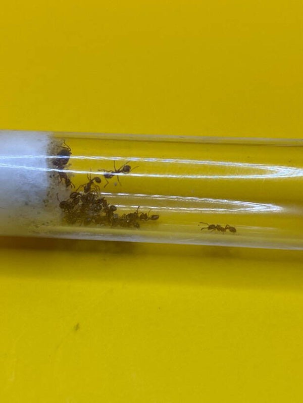 Myrmica Rubra koningin met 1-5 werksters