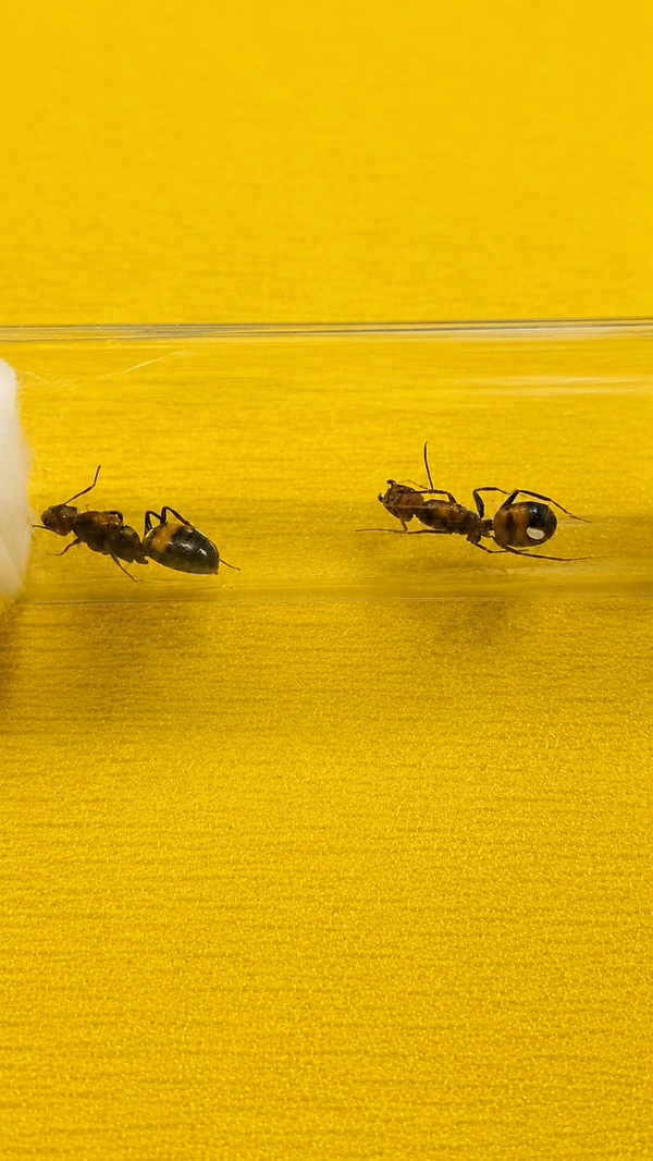 Camponotus Nicobarensis 2 koninginnen met broed