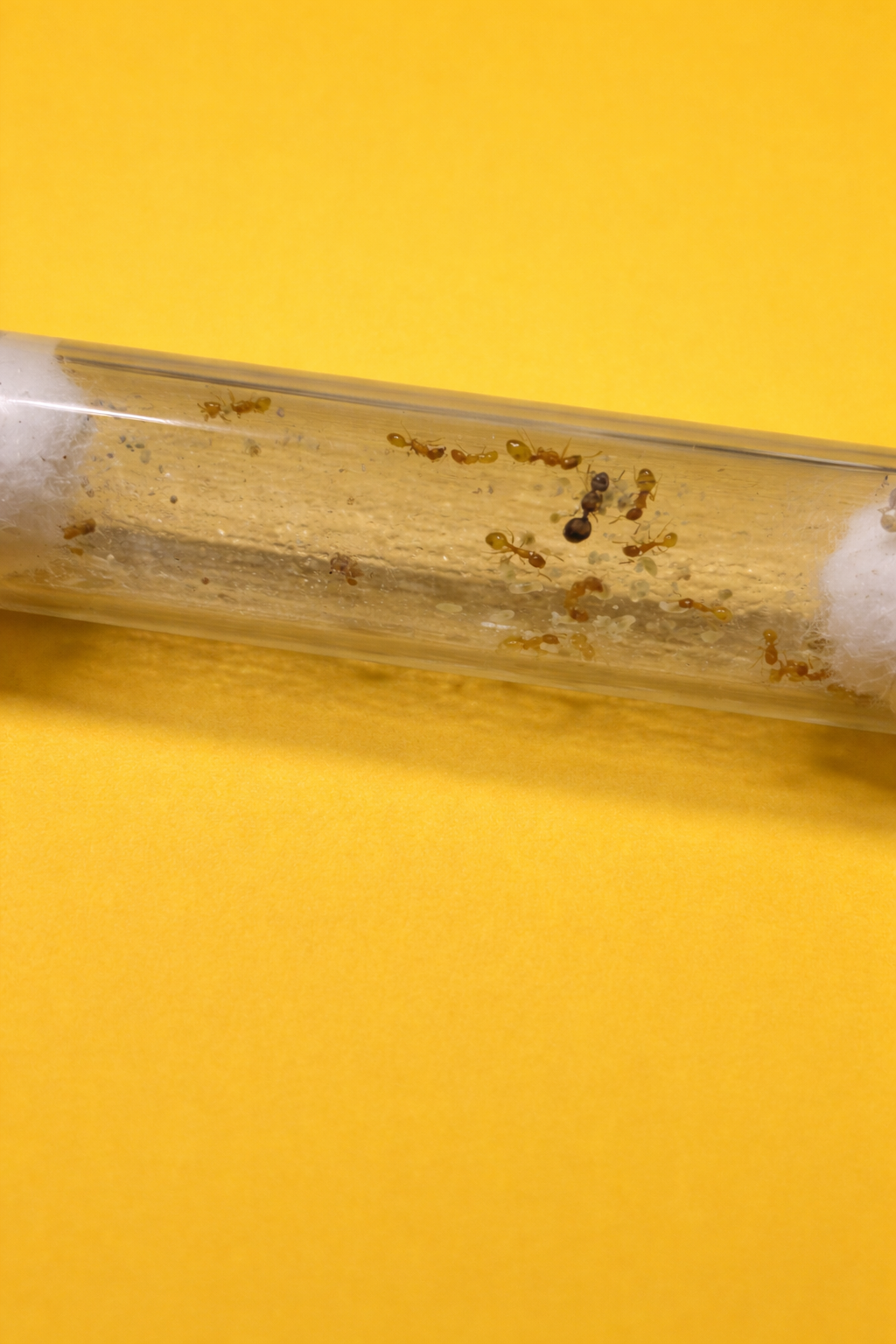 Temnothorax Sp Orange