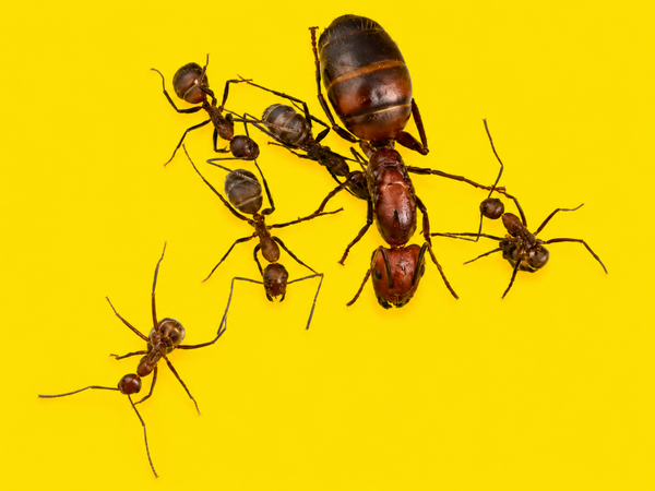 Camponotus Nicobarensis koningin met 1-5 werksters