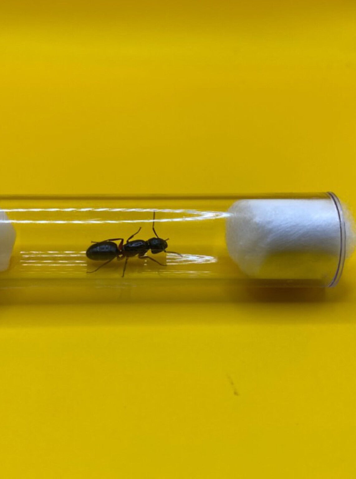 Camponotus Herculeanus koningin met broed