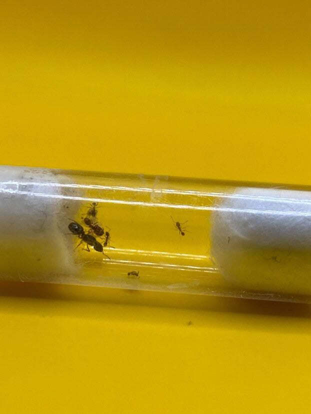 Pheidole Pallidula koningin met 5-10 werksters