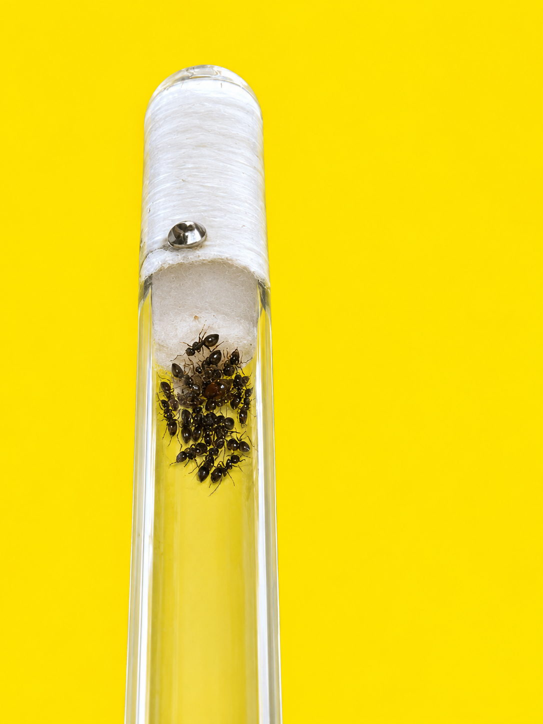 Lasius Umbratus 1-10 werksters