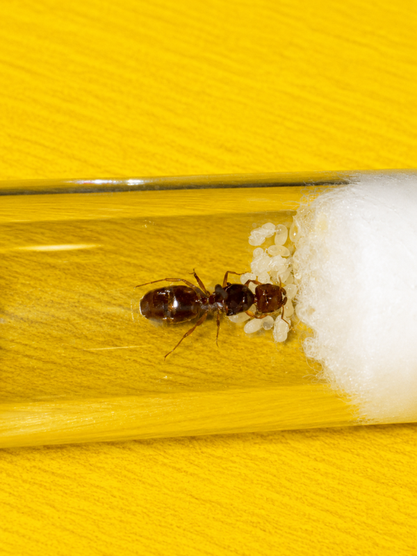 Pheidole Pallidula koningin met broed