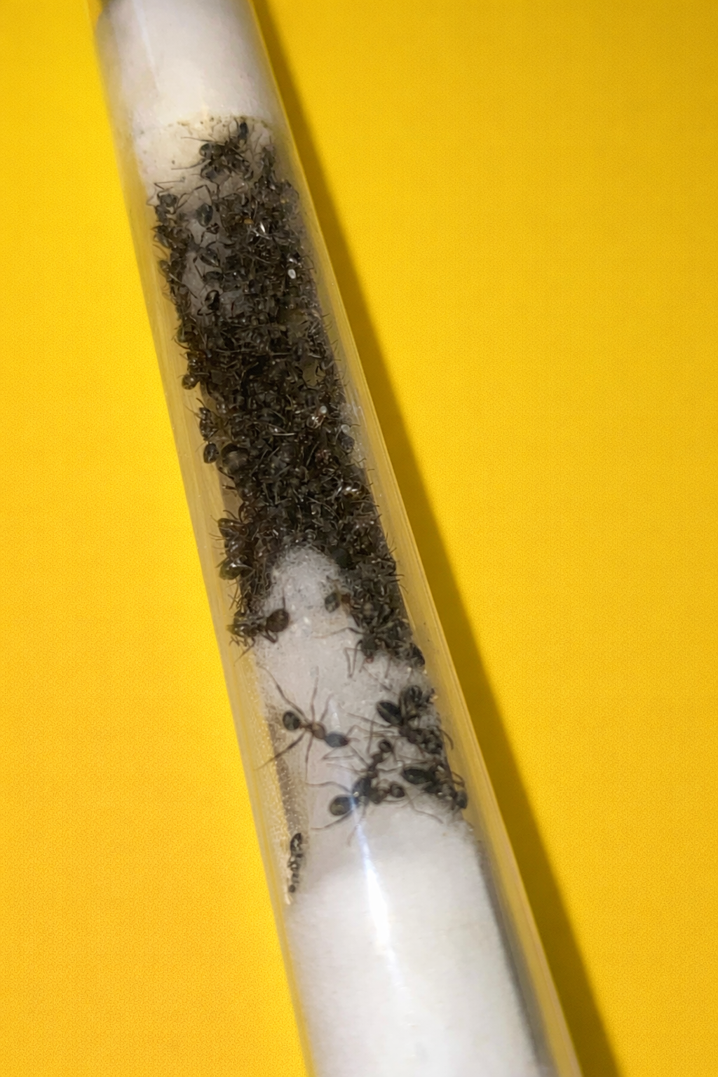 Formica Fusca koningin met 20-50 werksters