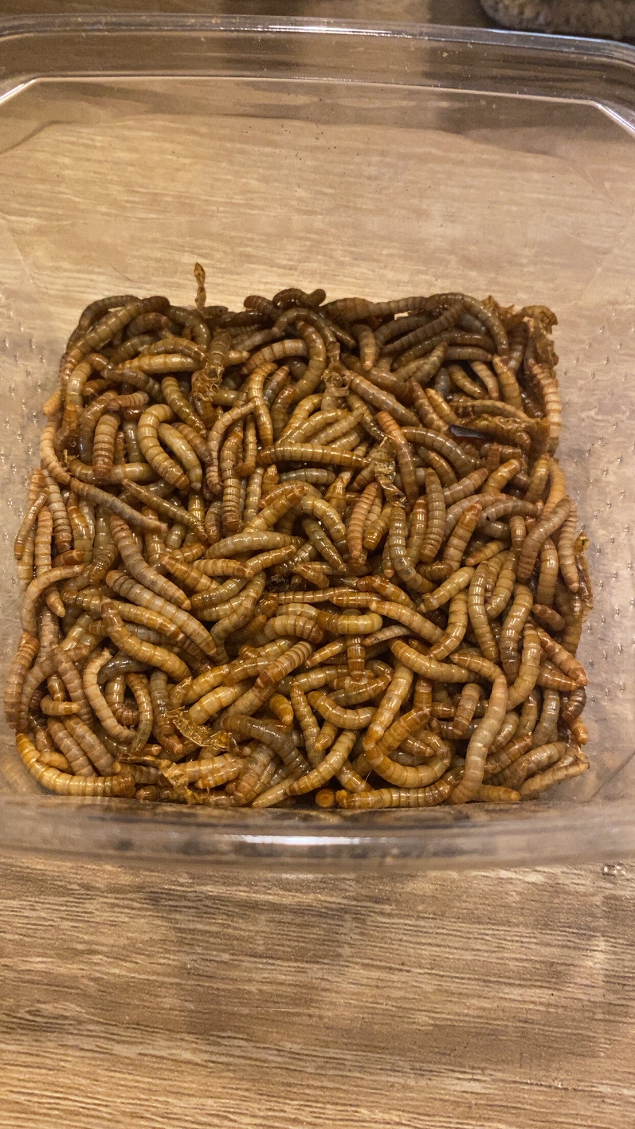 Bakje levende meelwormen