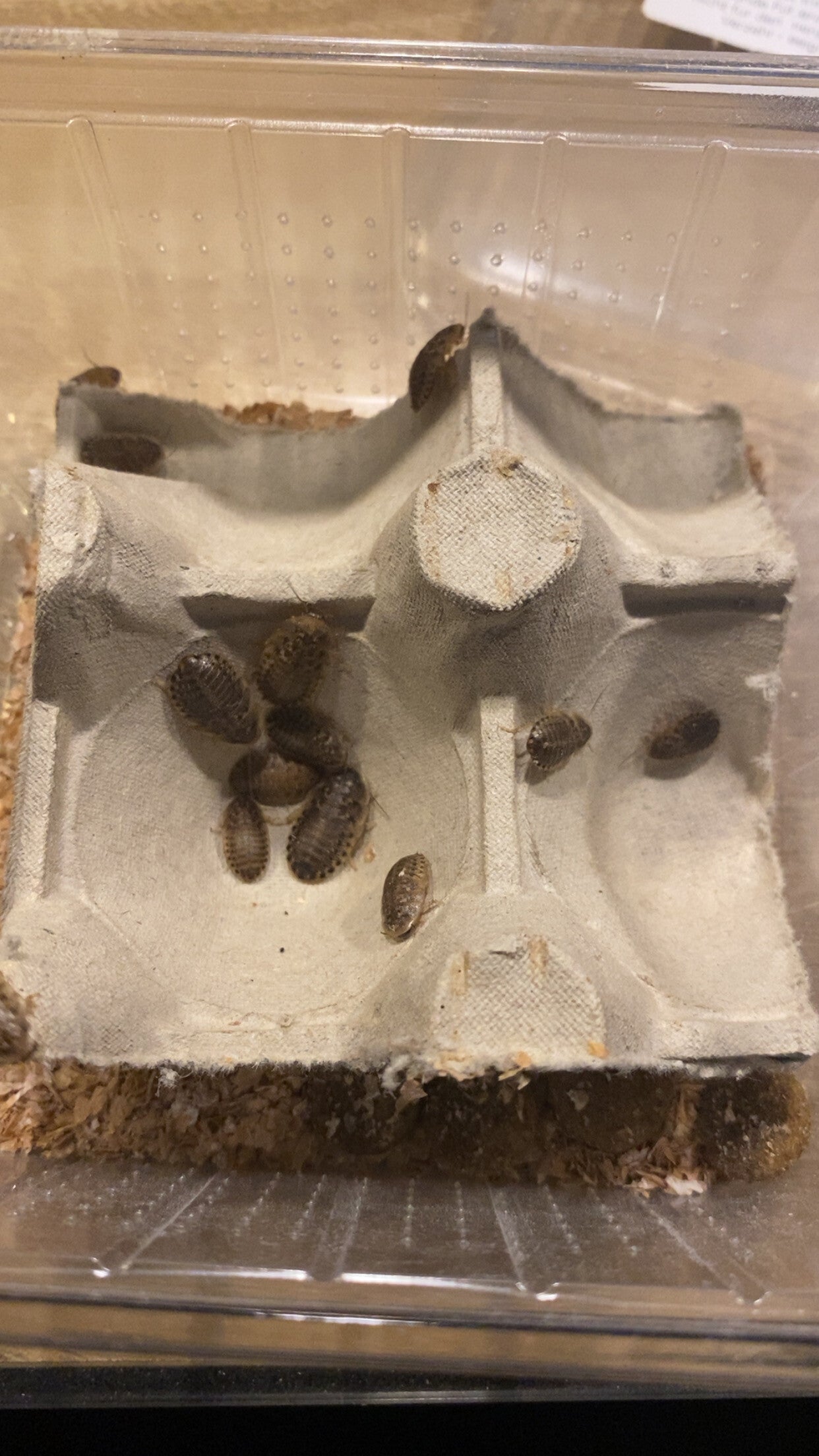 Bakje levende Dubia kakkerlakken