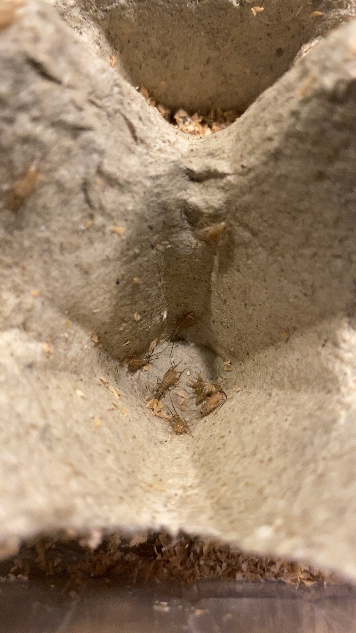 Bakje levende huiskrekels mini