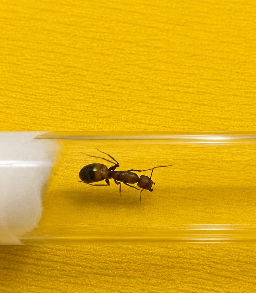 Starterset Camponotus Nicobarensis