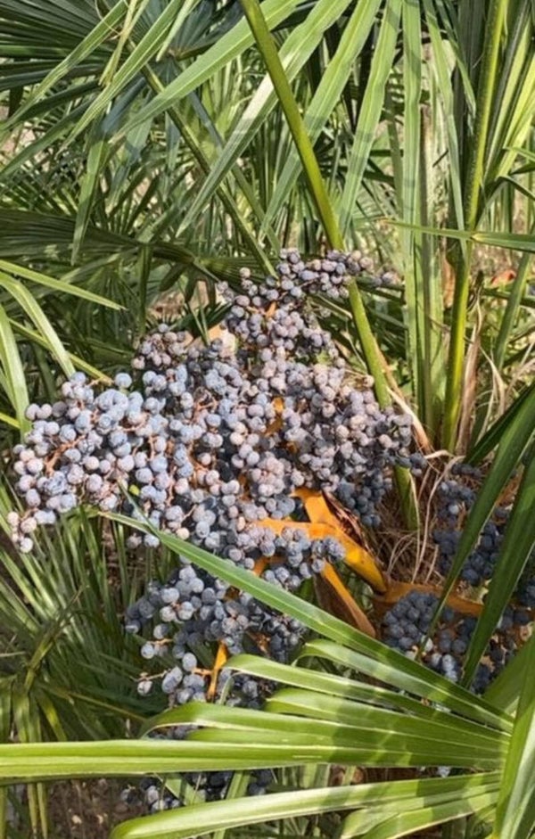 Palmboom zaden Trachycarpus Fortunei