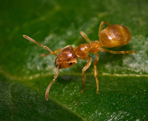 Lasius Flavus 4 koninginnen met broed