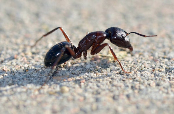 Camponotus Sylvaticus koningin met broed