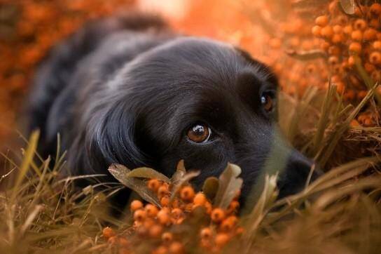 Ein schwarzer Hund liegt im Gras und schaut aufmerksam zur Seite, im Kontext mit Jenseitskontakte Jana Lorenz.