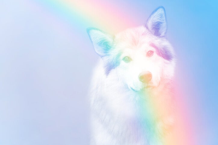 Ein Hund mit einem flauschigen, weißen Fell und blauen Ohren blickt direkt in die Kamera. Ein Regenbogen verläuft diagonal über das Bild, im Kontext mit dem Blog Mediumship & Research Institut für Medialität & Afterlife Forschung.