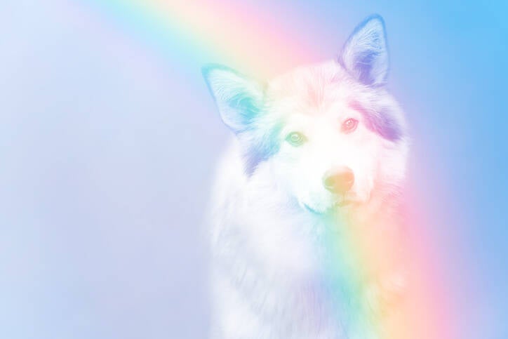 Ein helles, pastellfarbenes Bild eines Hundes mit wolfsähnlichem Gesicht. Der Hund hat graue und weiße Fellfarben und schaut direkt in die Kamera. Ein Regenbogenfarbverlauf verläuft diagonal über das Bild, im Kontext mit Jenseitskontakte Jana Lorenz.
