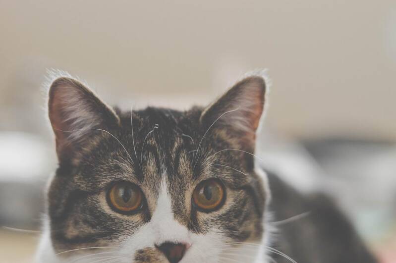 Nahaufnahme eines grauen Katers mit weißen und schwarzen Fellzeichnungen, der aufmerksam in die Kamera blickt, passend zum Thema Jenseitskontakt zum Tier mit Medium Jana Lorenz