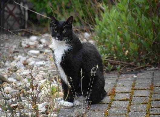 Schwarz-weiße Katze sitzt auf gepflastertem Weg neben Kies und Pflanzen, im Kontext mit Jenseitskontakte Jana Lorenz.