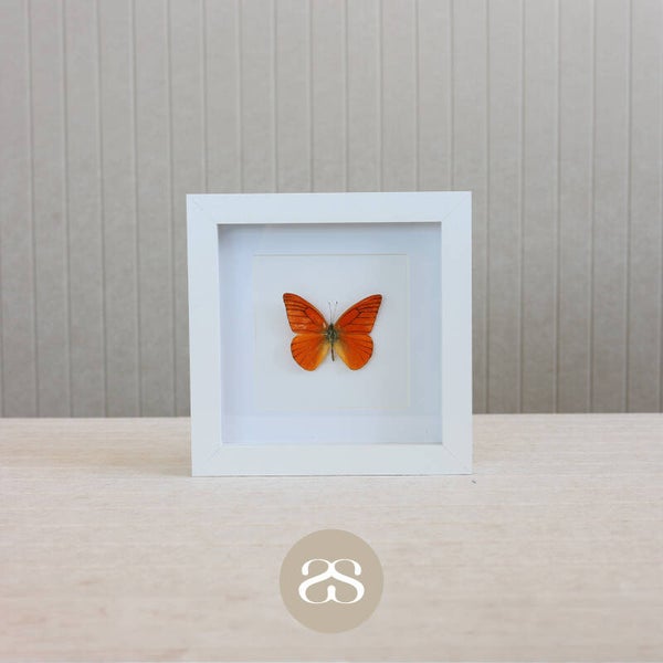 Appias Nero (17x17)