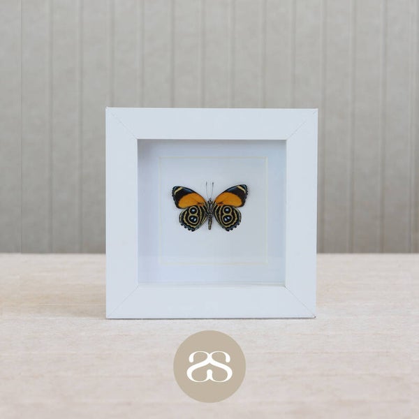 Callicore Eunomia (12x12)