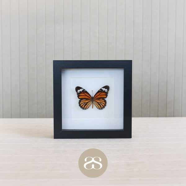 Danaus Plexippus (17x17)