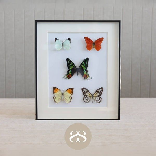 The Collector’s Selection