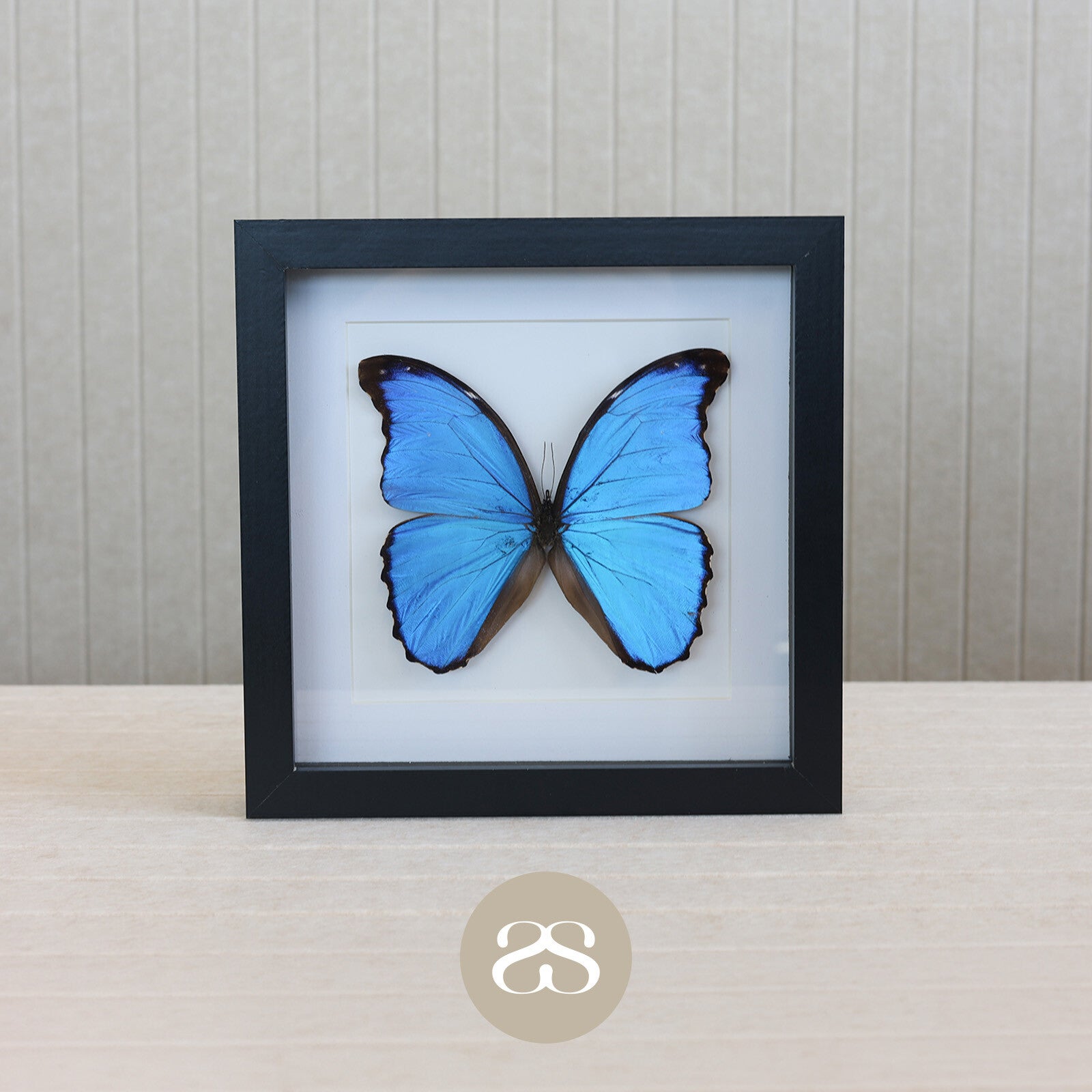 Morpho Didius (20x20cm)