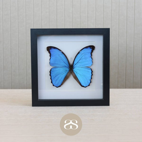 Morpho Didius (20x20cm)
