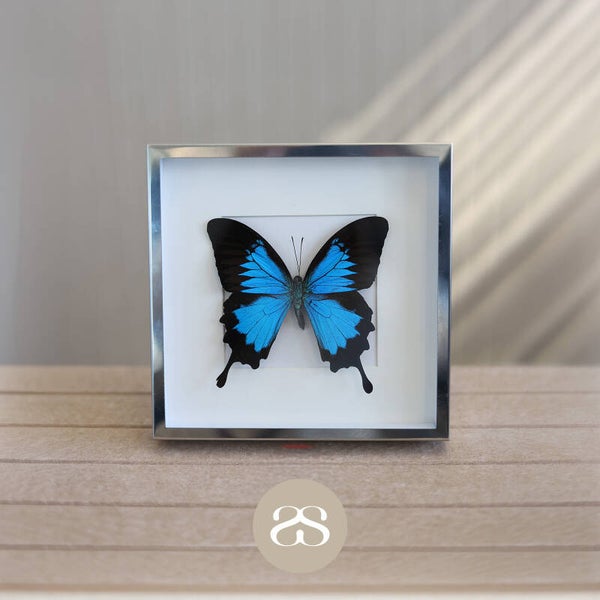 Papilio Ulysses – zilveren lijst