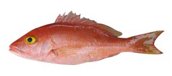 YELLOW EYE SNAPPER