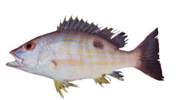 LANE SNAPPER