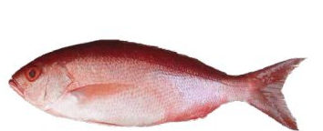 BEE LINER SNAPPER