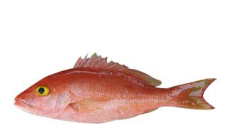 CARIBBEAN RED SNAPPER