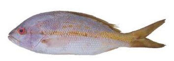 YELLOW TAIL SNAPPER