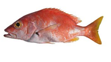 BLACKFIN SNAPPER