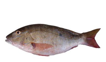 MUTTON SNAPPER