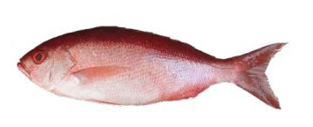VERMILION SNAPPER