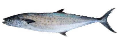KING MACKEREL