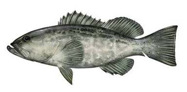 BLACK GROUPER