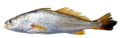 GOLDEN CORVINA