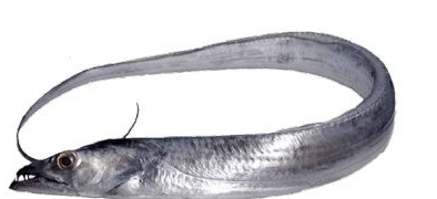 ATLANTIC CUTLASSFISH