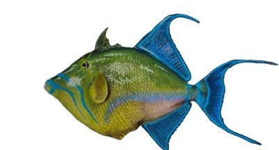 TRIGGER FISH