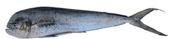 MAHI-MAHI