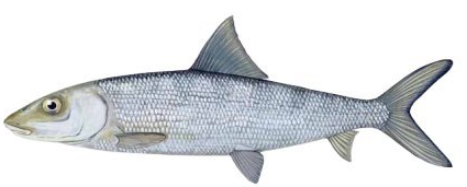 LADY FISH